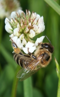 Honigbiene auf Weißkleeblüte